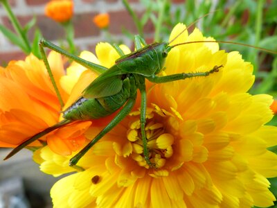 Grasshopper nature outside photo