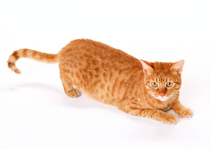 red male cat photo