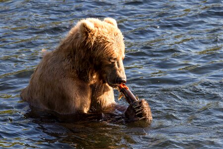 Bear brown brown bear