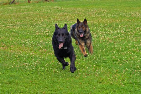 Schäfer dog hunt race photo