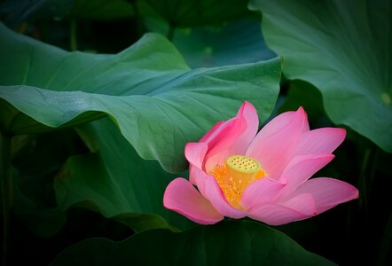 Early summer summer flowering photo