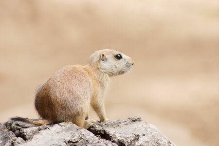 Animal cute nager