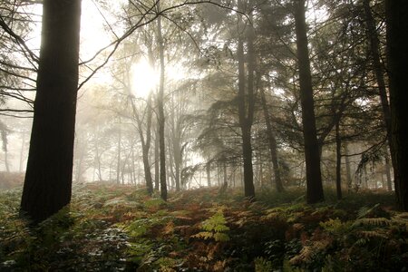 Ferns fog forest photo