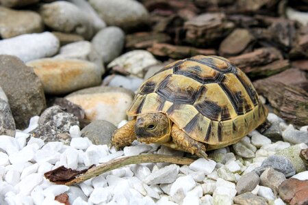 Turtle reptile tortoise photo