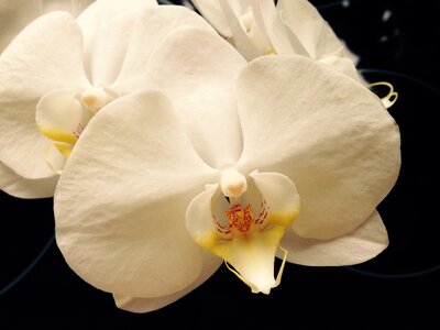 Blossom bloom plant