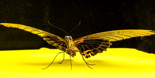 Butterfly insect Free photos