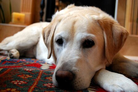 Canine sporting looking