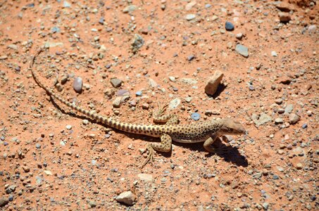 Arches arches national park animal