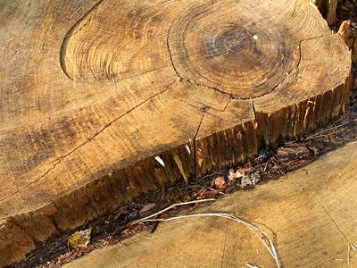 Defeated wood oak photo