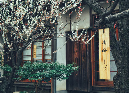 Beautiful Cherry Blossom or Sakura flower