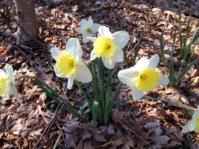 White spring floral photo