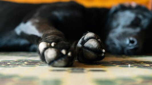 Sleeping Dog Paws photo