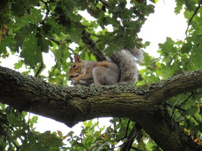 Eating animal cute photo