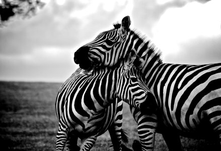Zebra Mother and Child Free Photo