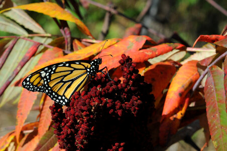 Monarch butterfly on Fall foliage photo