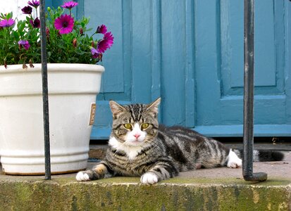 Domestic cat animal rest