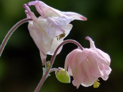 Flower pink light pink photo