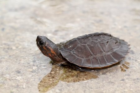 Turtle in the water