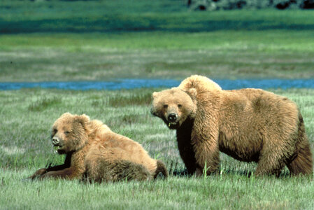 Grizzly Bears in Glacier National Park, Montana photo
