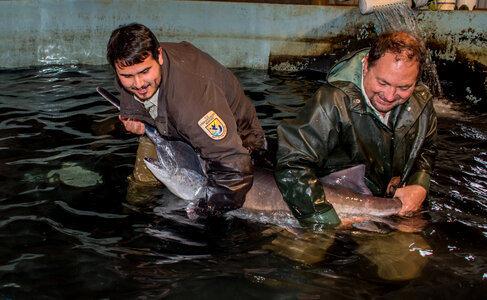 Hatchery workers spawning paddlefish-1