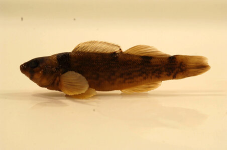 Etheostoma juliae