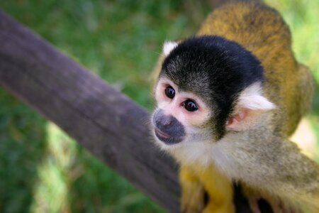 Cute animals eyes