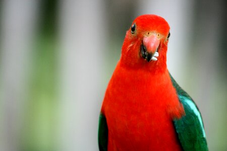 Green colorful australia