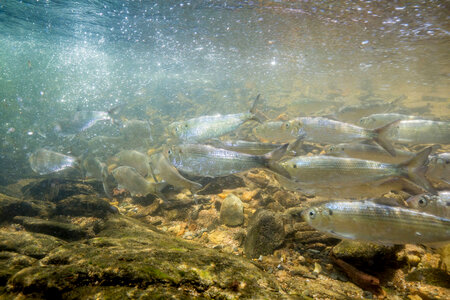  Alewife-2