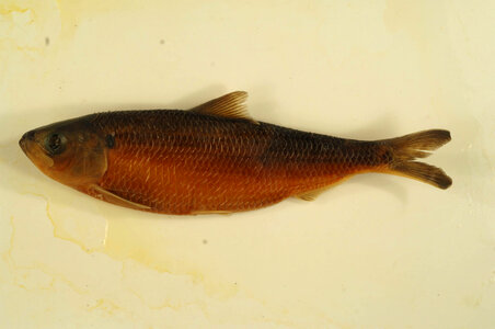 Alosa aestivalis