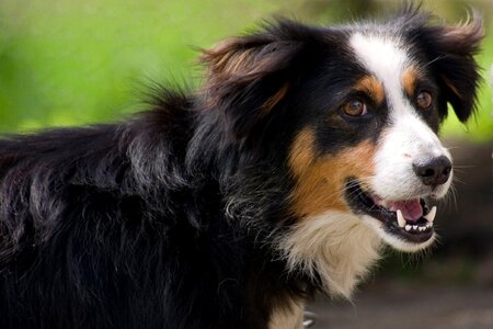 Dog pet hybrid
