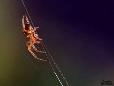 Spider insect animals wildlife