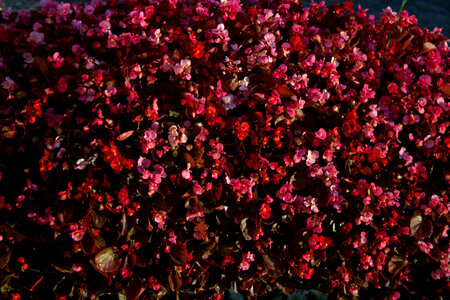 Red Flower Background
