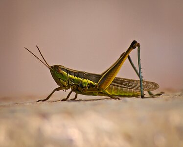 Green wild wildlife