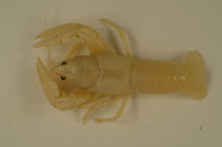 Cambarus cumberlandensis