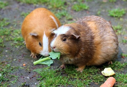 Domestica rosette guinea pig rodent photo