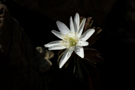 Beautiful Flowers beautiful image beautiful photo