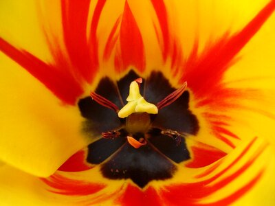 Flower yellow red
