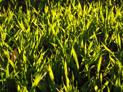 Grass green cereals photo