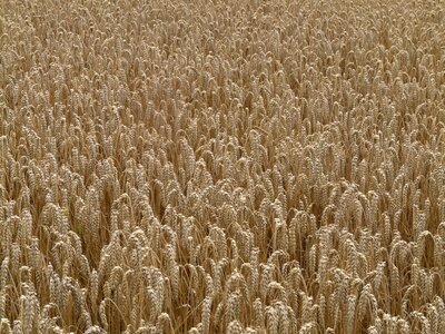 Grain field wheat field photo