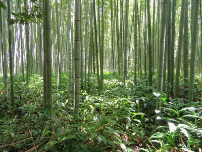 Bamboo forest plant trees photo