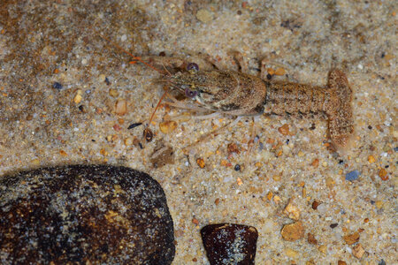 Greenbrier Cave Crayfish
