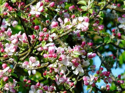 Bloom spring apple photo