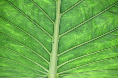 Plant palm leaf palm
