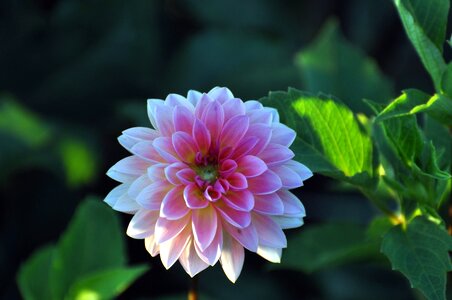 Beautiful Image beautiful photo flower photo