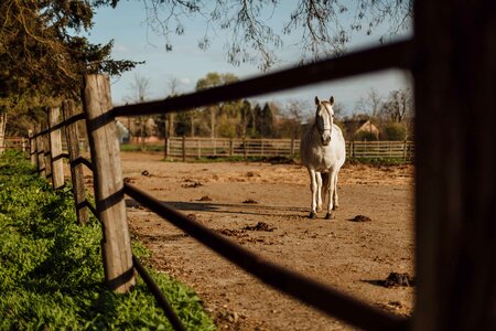 Animal fence horse photo