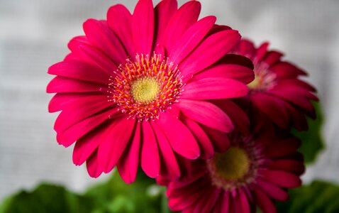 Nature gerbera spring