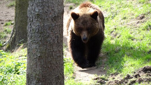 Teddy forest forests