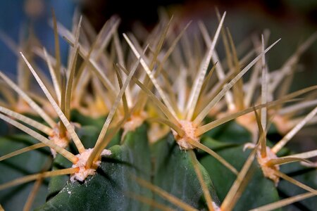 Prickly nature cactus greenhouse photo