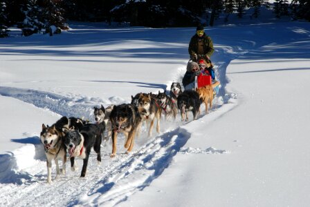 musher hiding behind sleigh at sled dog race on snow in winter photo