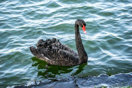 Water wildlife feather photo